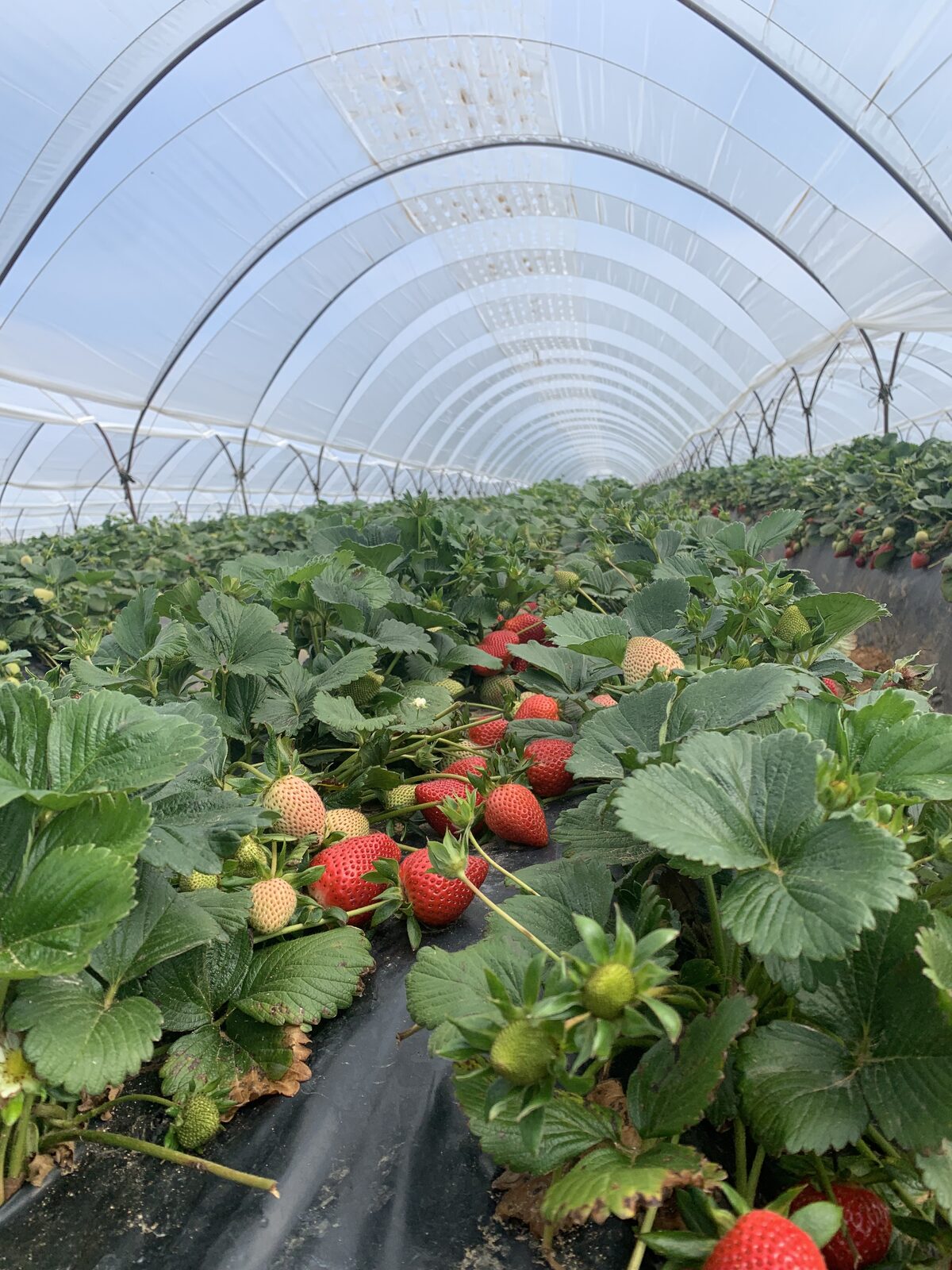 Strawberry crop close-up inside Vento tunnel