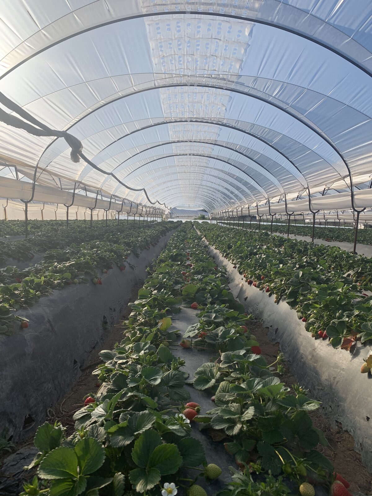 Strawberry rows inside Vento low tunnel