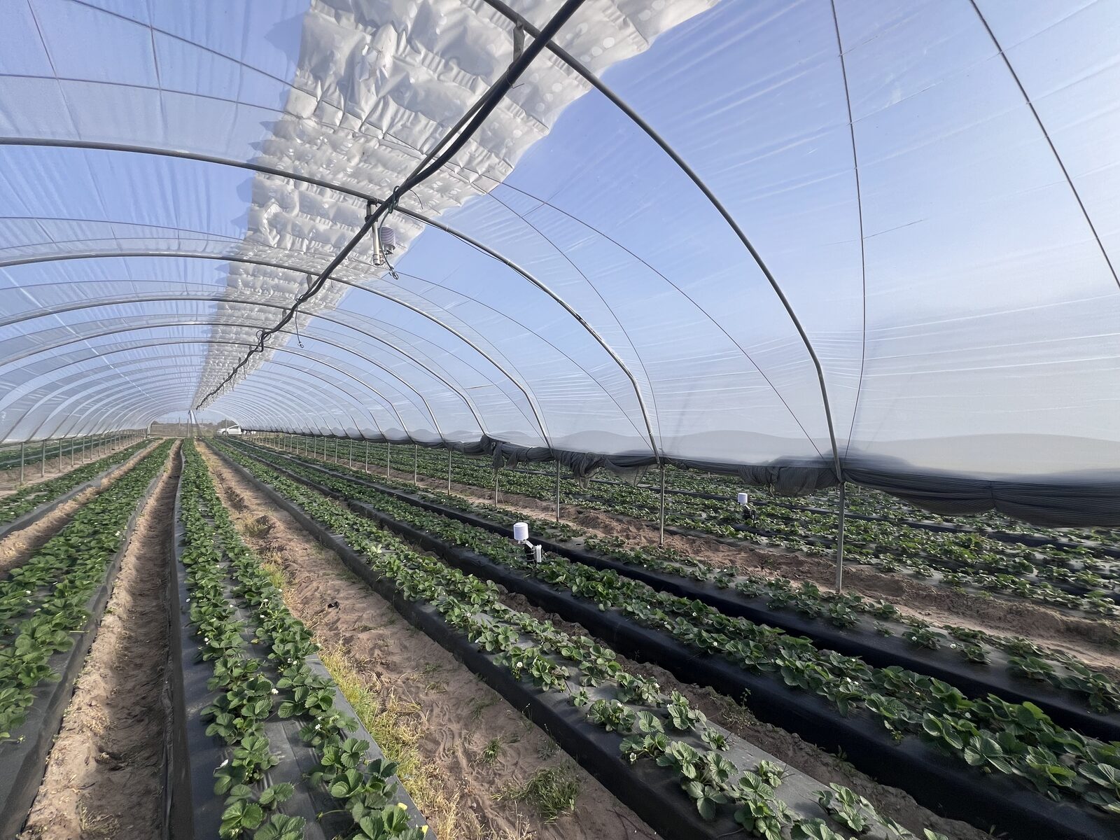 Inside Vento tunnel with strawberry crop and ventilation opening